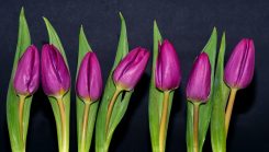 purple tulips, spring flowers